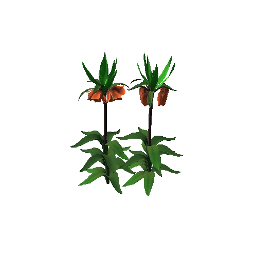 Fritillaria Crown Imperial1